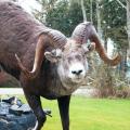 Stone Ram Stone Ram
